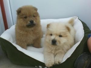 chowchowpuppiesforsale